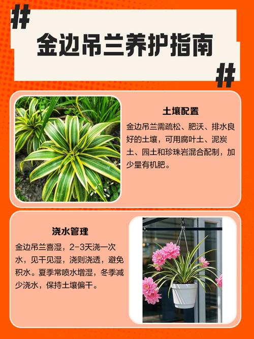金边吊兰怎么养才能更旺盛，金边吊兰怎么养才能更旺盛叶子更绿油亮？-第2张图片-优品飞百科