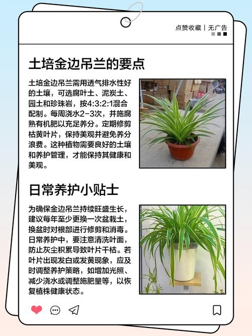 金边吊兰怎么养才能更旺盛，金边吊兰怎么养才能更旺盛叶子更绿油亮？-第3张图片-优品飞百科