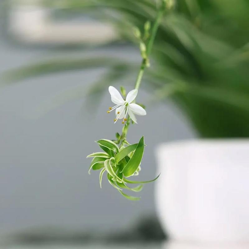 金边吊兰怎么养才能更旺盛，金边吊兰怎么养才能更旺盛叶子更绿油亮？-第4张图片-优品飞百科