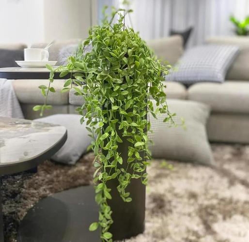 金边吊兰怎么养才能更旺盛，金边吊兰怎么养才能更旺盛叶子更绿油亮？-第5张图片-优品飞百科