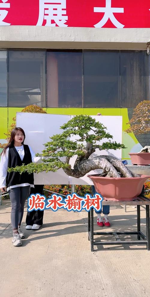 冬天把“榆树”养在院子里，室内养榆树冬天落叶么？