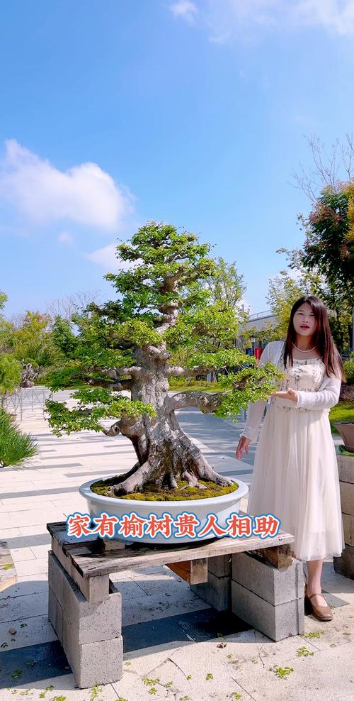 冬天把“榆树”养在院子里，室内养榆树冬天落叶么？-第2张图片-优品飞百科