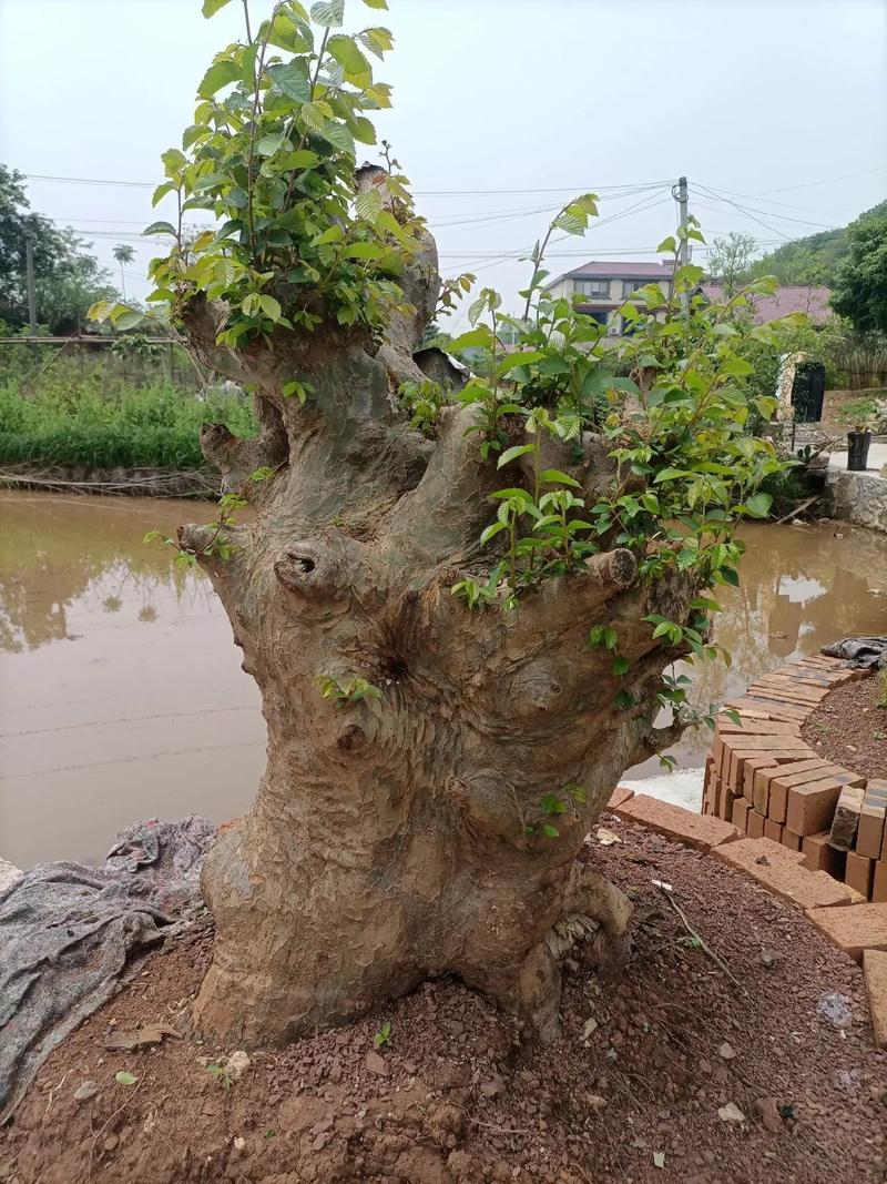 冬天把“榆树”养在院子里，室内养榆树冬天落叶么？-第3张图片-优品飞百科