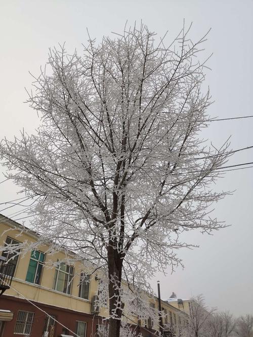 冬天把“榆树”养在院子里，室内养榆树冬天落叶么？-第4张图片-优品飞百科