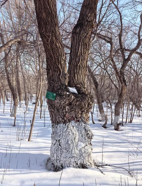 冬天把“榆树”养在院子里，室内养榆树冬天落叶么？-第5张图片-优品飞百科