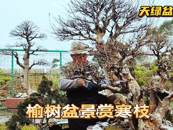 冬天把“榆树”养在院子里，室内养榆树冬天落叶么？-第6张图片-优品飞百科