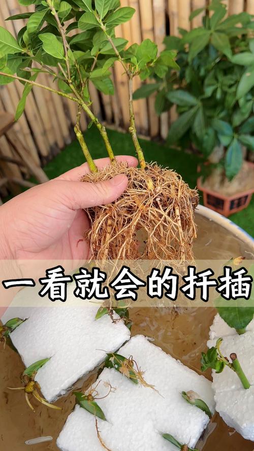 100%成活,百分数的成活率怎么求??-第3张图片-优品飞百科 100%成活,百分数的成活率怎么求??-第3张图片-优品飞百科