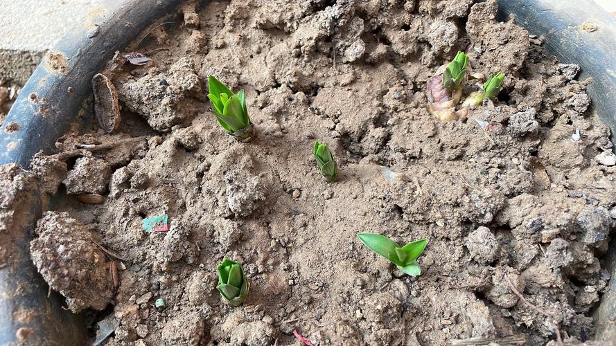 100%成活,百分数的成活率怎么求??-第5张图片-优品飞百科 100%成活,百分数的成活率怎么求??-第5张图片-优品飞百科