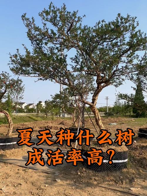 100%成活,百分数的成活率怎么求??-第6张图片-优品飞百科 100%成活,百分数的成活率怎么求??-第6张图片-优品飞百科