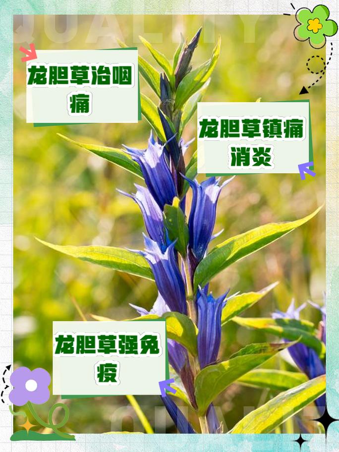 地胆草的种植方法，地胆草怎么食用？