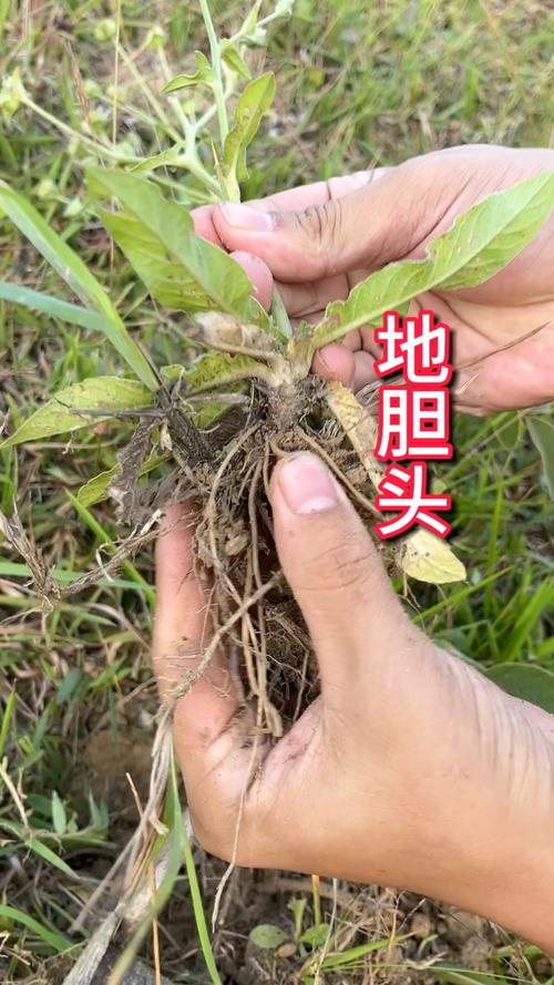 地胆草的种植方法,地胆草怎么食用?-第2张图片-优品飞百科 地胆草的种植方法,地胆草怎么食用?-第2张图片-优品飞百科