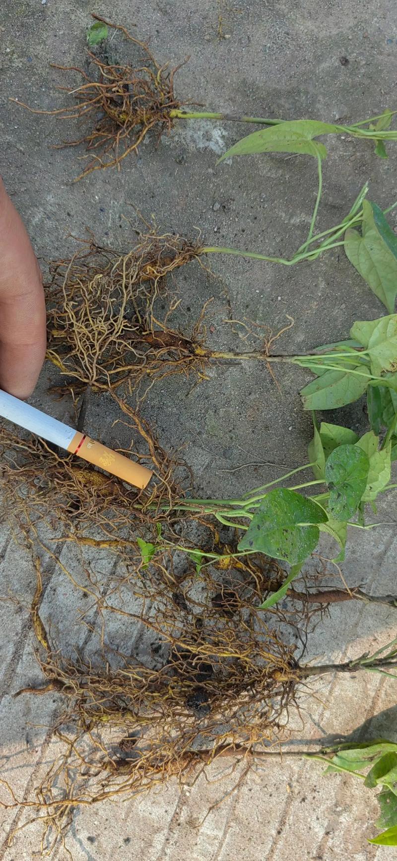 地胆草的种植方法,地胆草怎么食用?-第3张图片-优品飞百科 地胆草的种植方法,地胆草怎么食用?-第3张图片-优品飞百科