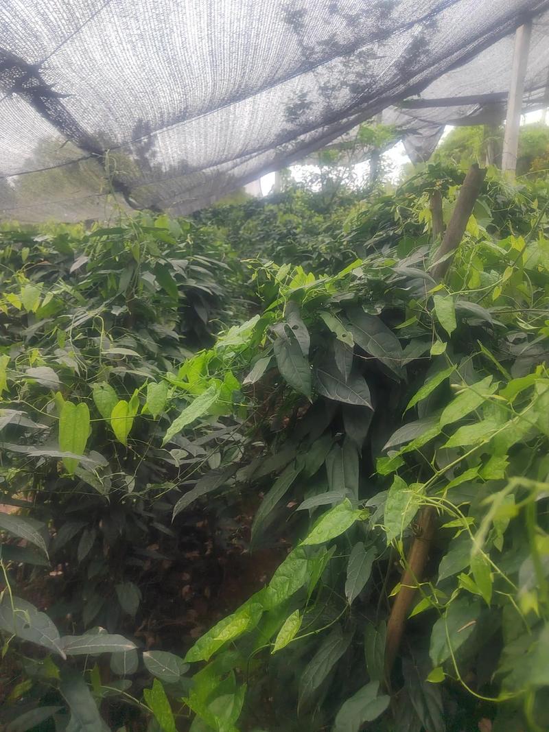 地胆草的种植方法,地胆草怎么食用?-第4张图片-优品飞百科 地胆草的种植方法,地胆草怎么食用?-第4张图片-优品飞百科