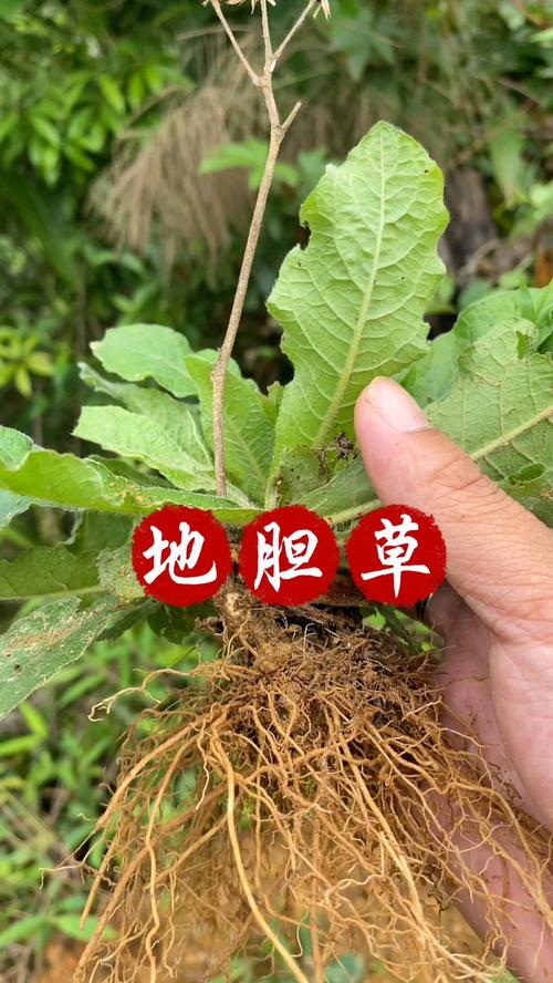 地胆草的种植方法,地胆草怎么食用?-第5张图片-优品飞百科 地胆草的种植方法,地胆草怎么食用?-第5张图片-优品飞百科