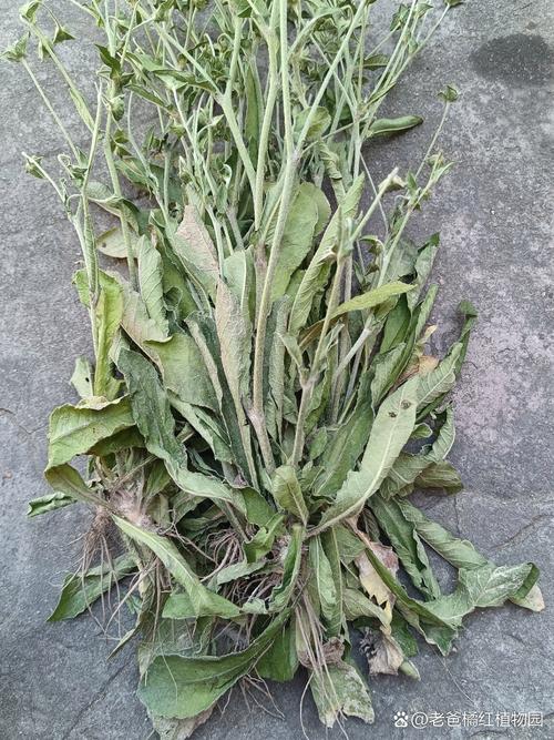 地胆草的种植方法,地胆草怎么食用?-第6张图片-优品飞百科 地胆草的种植方法,地胆草怎么食用?-第6张图片-优品飞百科