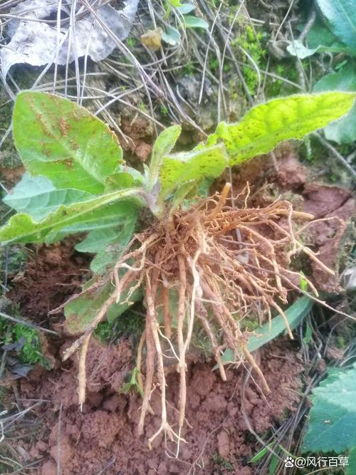 地胆草的种植方法,地胆草怎么食用?-第7张图片-优品飞百科 地胆草的种植方法,地胆草怎么食用?-第7张图片-优品飞百科