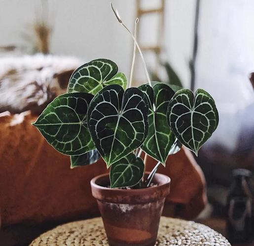 水晶花烛的上盆步骤？水晶花烛花？