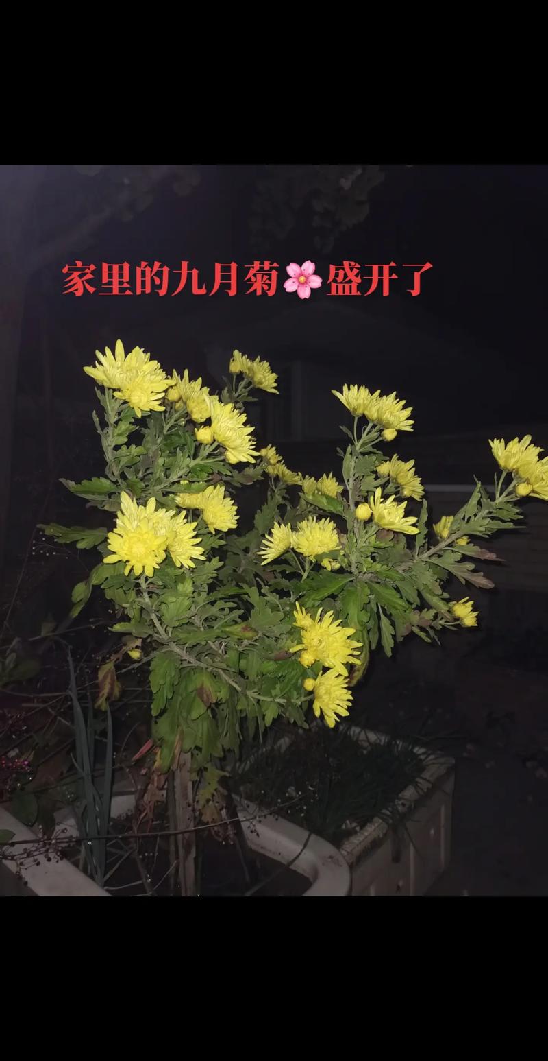 水晶花烛的上盆步骤？水晶花烛花？-第2张图片-优品飞百科