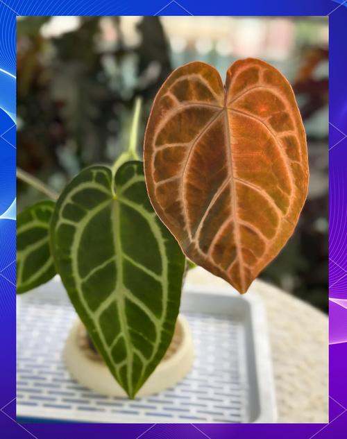 水晶花烛的上盆步骤？水晶花烛花？-第3张图片-优品飞百科