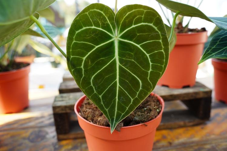 水晶花烛的上盆步骤？水晶花烛花？-第4张图片-优品飞百科