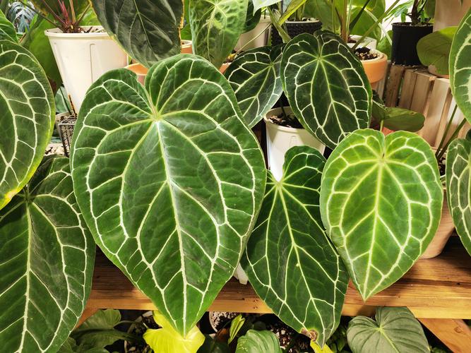 水晶花烛的上盆步骤？水晶花烛花？-第5张图片-优品飞百科