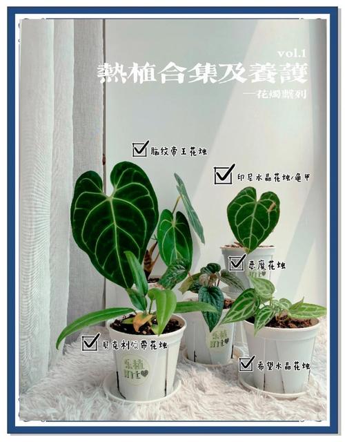 水晶花烛的上盆步骤？水晶花烛花？-第6张图片-优品飞百科