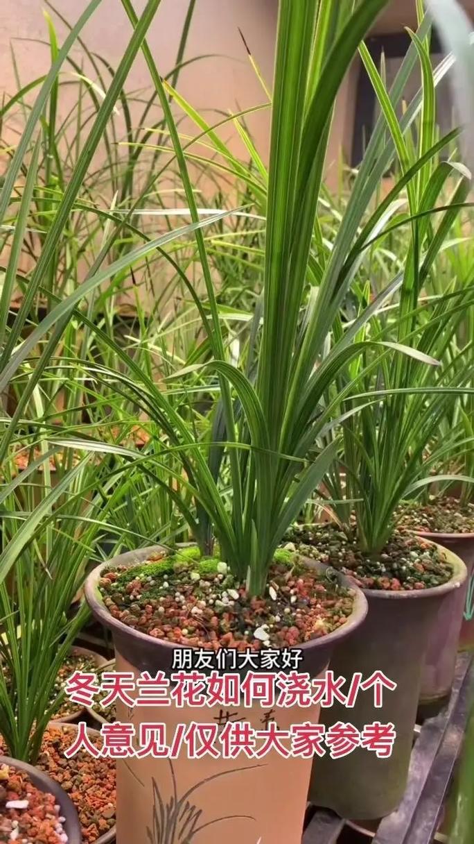 建兰冬天怎么养？建兰冬天怎么养殖方法？