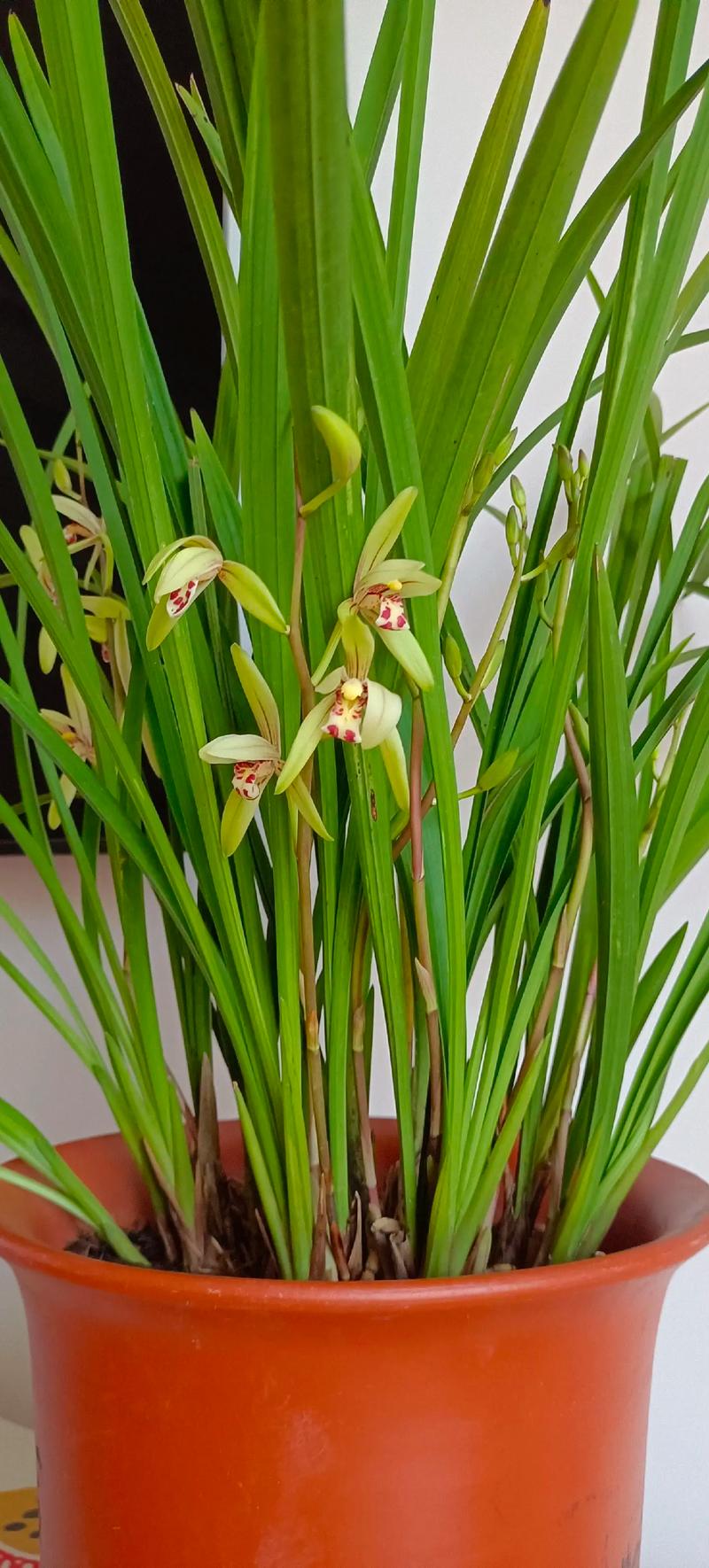 建兰冬天怎么养？建兰冬天怎么养殖方法？-第2张图片-优品飞百科