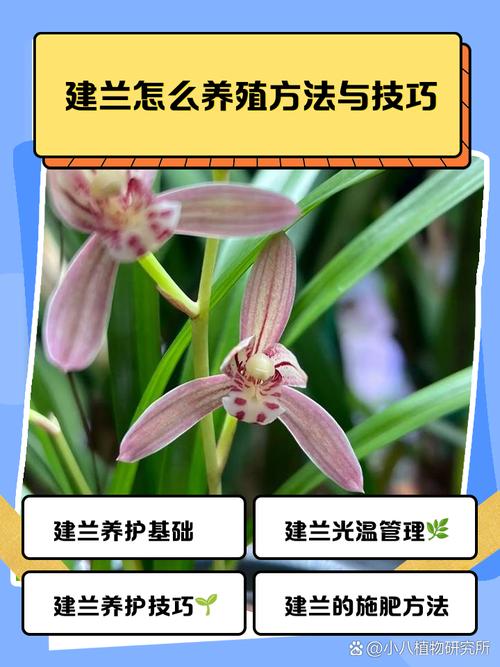 建兰冬天怎么养？建兰冬天怎么养殖方法？-第3张图片-优品飞百科