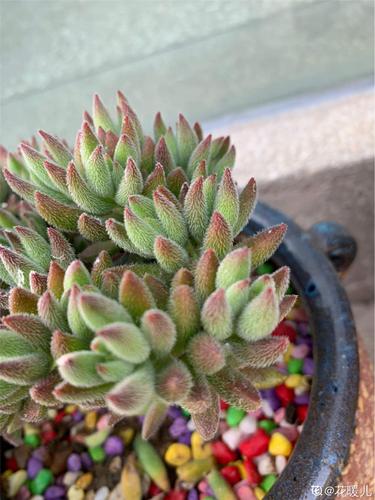 红稚儿的繁殖方法，红稚儿开花要剪掉吗？