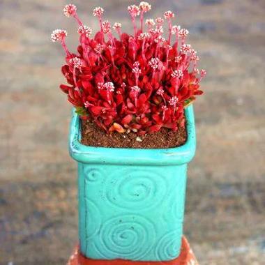 红稚儿的繁殖方法,红稚儿开花要剪掉吗?-第2张图片-优品飞百科 红稚儿的繁殖方法,红稚儿开花要剪掉吗?-第2张图片-优品飞百科