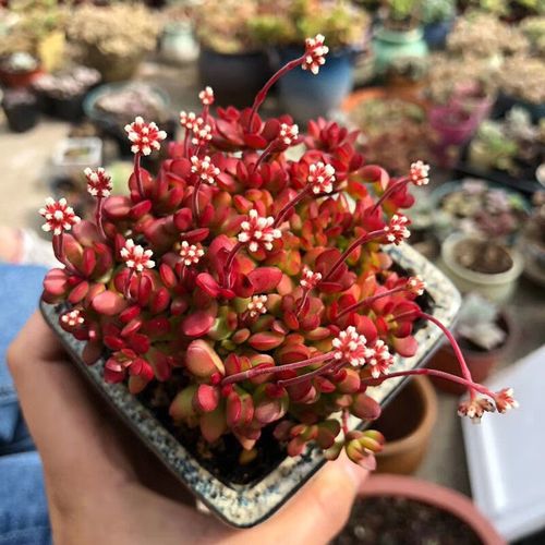 红稚儿的繁殖方法,红稚儿开花要剪掉吗?-第3张图片-优品飞百科 红稚儿的繁殖方法,红稚儿开花要剪掉吗?-第3张图片-优品飞百科