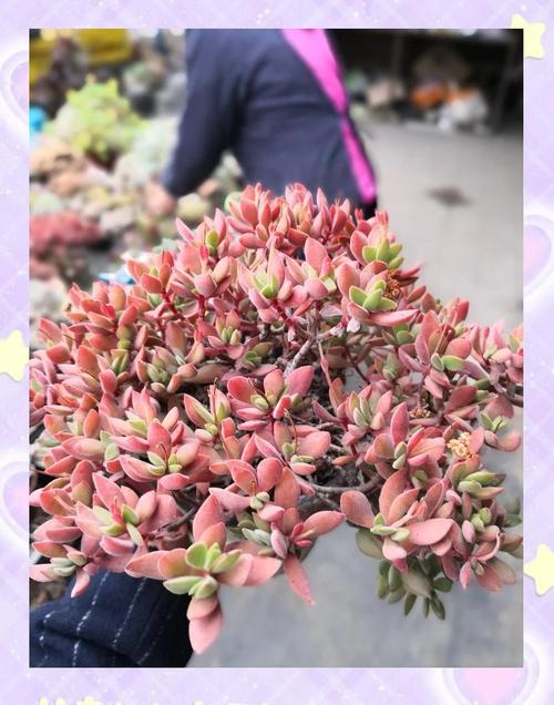 红稚儿的繁殖方法,红稚儿开花要剪掉吗?-第4张图片-优品飞百科 红稚儿的繁殖方法,红稚儿开花要剪掉吗?-第4张图片-优品飞百科