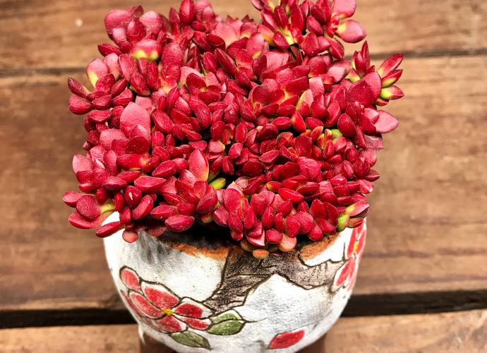 红稚儿的繁殖方法,红稚儿开花要剪掉吗?-第6张图片-优品飞百科 红稚儿的繁殖方法,红稚儿开花要剪掉吗?-第6张图片-优品飞百科