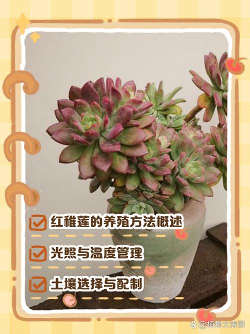 红稚儿的繁殖方法,红稚儿开花要剪掉吗?-第7张图片-优品飞百科 红稚儿的繁殖方法,红稚儿开花要剪掉吗?-第7张图片-优品飞百科