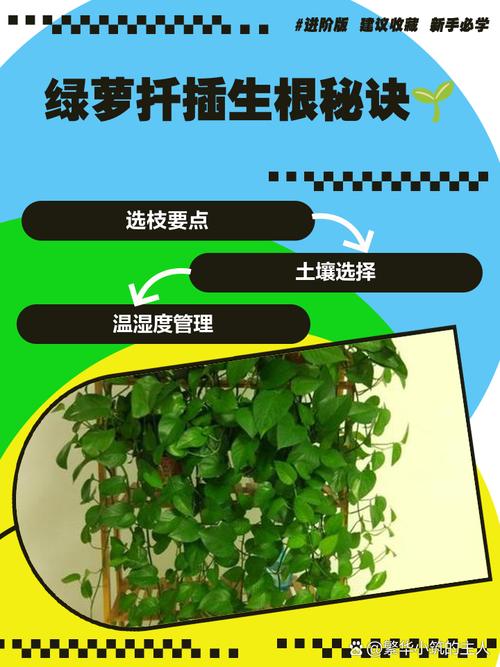 绿萝怎样扦插生根快，绿萝怎样扦插生根快几月份扦插好？-第2张图片-优品飞百科