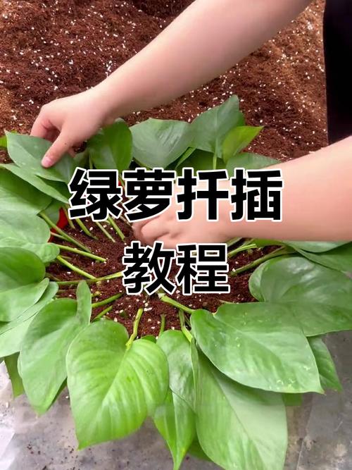 绿萝怎样扦插生根快，绿萝怎样扦插生根快几月份扦插好？-第3张图片-优品飞百科