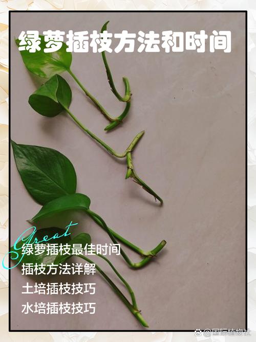 绿萝怎样扦插生根快，绿萝怎样扦插生根快几月份扦插好？-第4张图片-优品飞百科