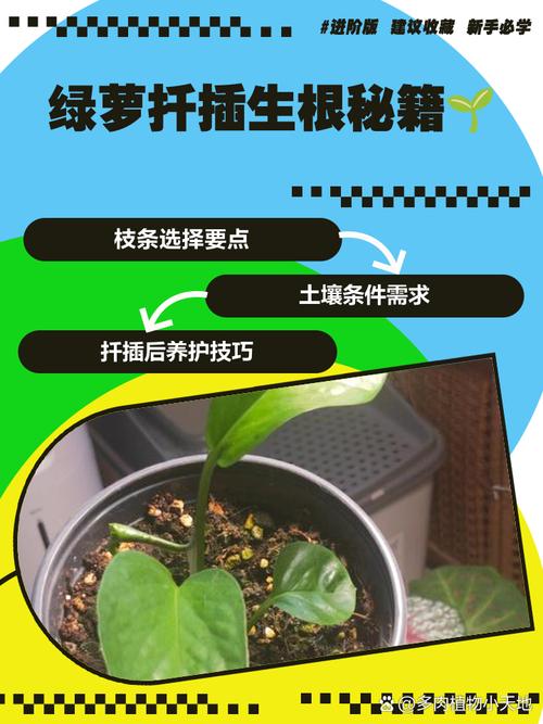 绿萝怎样扦插生根快，绿萝怎样扦插生根快几月份扦插好？-第5张图片-优品飞百科