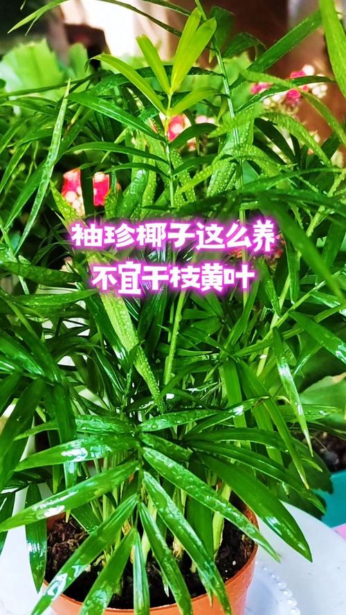 袖珍椰子长太高怎么办，袖珍椰子长太高怎么办呢