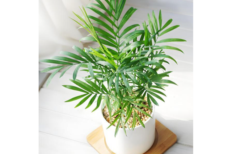 袖珍椰子长太高怎么办，袖珍椰子长太高怎么办呢-第2张图片-优品飞百科