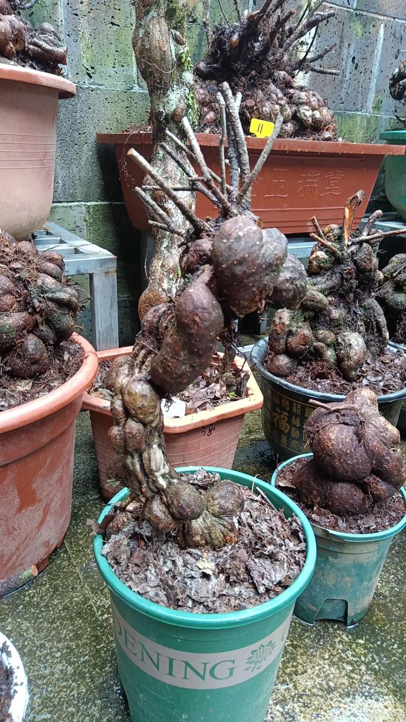 袖珍椰子长太高怎么办，袖珍椰子长太高怎么办呢-第4张图片-优品飞百科