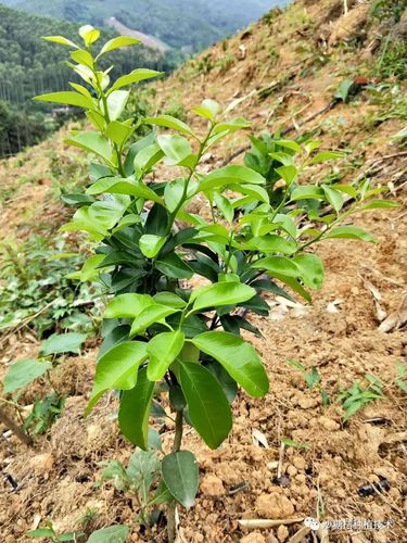 一年的沙糖桔修剪过程，沙糖桔第一年修剪技术？