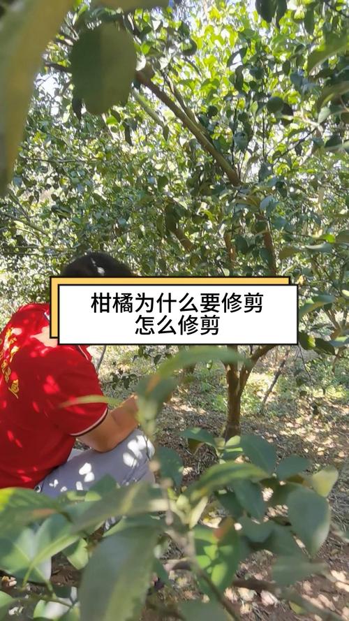 一年的沙糖桔修剪过程,沙糖桔第一年修剪技术?-第2张图片-优品飞百科 一年的沙糖桔修剪过程,沙糖桔第一年修剪技术?-第2张图片-优品飞百科