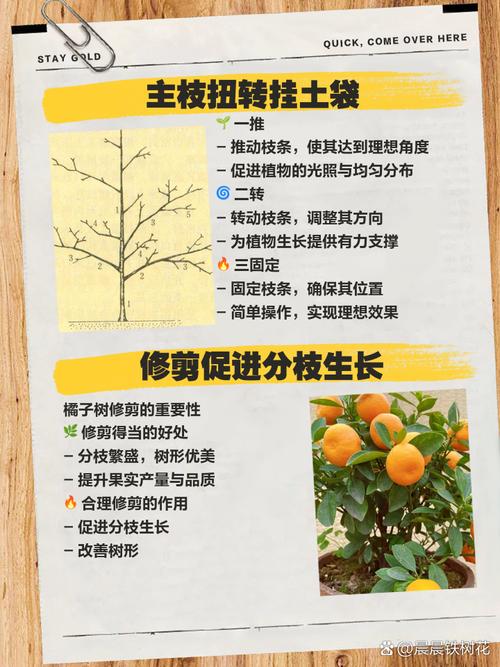 一年的沙糖桔修剪过程,沙糖桔第一年修剪技术?-第3张图片-优品飞百科 一年的沙糖桔修剪过程,沙糖桔第一年修剪技术?-第3张图片-优品飞百科