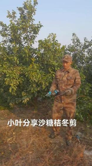 一年的沙糖桔修剪过程,沙糖桔第一年修剪技术?-第5张图片-优品飞百科 一年的沙糖桔修剪过程,沙糖桔第一年修剪技术?-第5张图片-优品飞百科