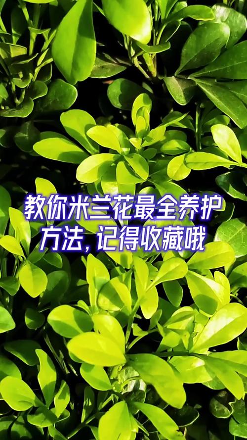 米兰花怎么养?米兰花怎么养护?-第2张图片-优品飞百科 米兰花怎么养?米兰花怎么养护?-第2张图片-优品飞百科