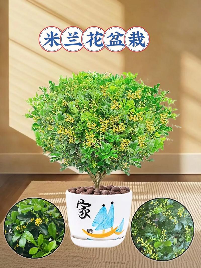 米兰花怎么养?米兰花怎么养护?-第3张图片-优品飞百科 米兰花怎么养?米兰花怎么养护?-第3张图片-优品飞百科