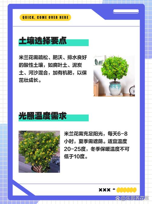 米兰花怎么养?米兰花怎么养护?-第4张图片-优品飞百科 米兰花怎么养?米兰花怎么养护?-第4张图片-优品飞百科