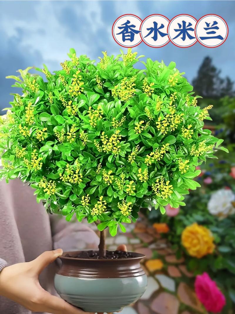 米兰花怎么养?米兰花怎么养护?-第5张图片-优品飞百科 米兰花怎么养?米兰花怎么养护?-第5张图片-优品飞百科